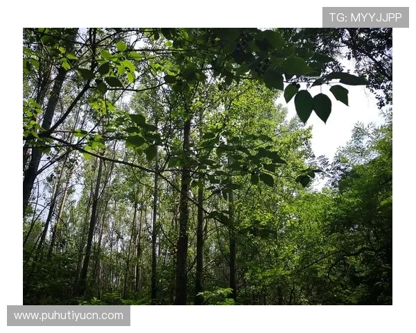 尊龙人生就是搏：激励年轻人勇敢追梦，面对困难时如何保持坚韧不拔的精神状态